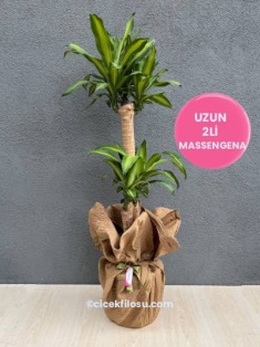 Uzun 2li Massengena
