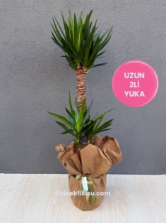 Uzun 2li Yuka
